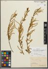 Foto von Salix triandra subsp. amygdalina (L.) Schübl. & G. Martens